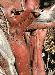 Arctostaphylos pringlei