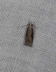 Eccoptocera australis