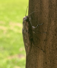 Chalcophora virginiensis