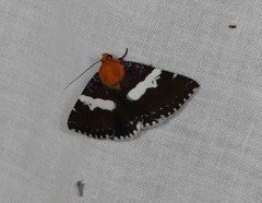 Buzara latizona