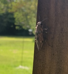 Chalcophora virginiensis