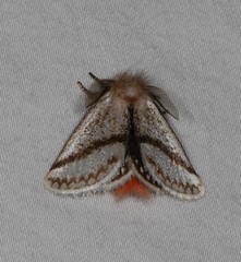 Epicoma derbyana