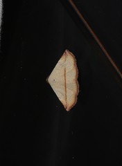 Eublemma perversicolor