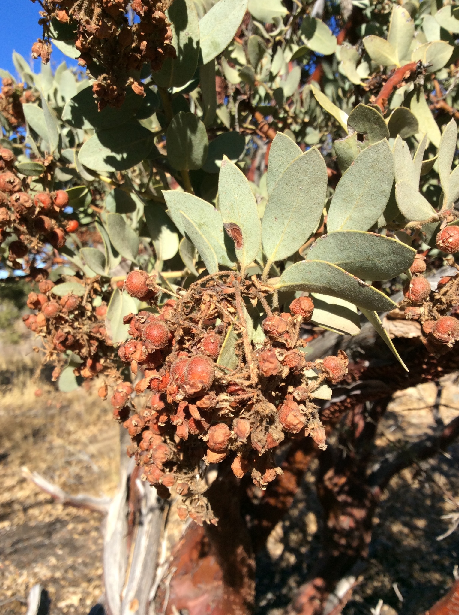 Arctostaphylos pringlei