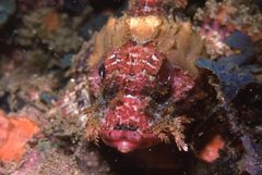 Scorpaena jacksoniensis