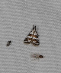 Eurhythma cataxia