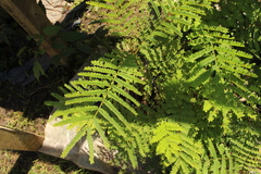 Peltophorum