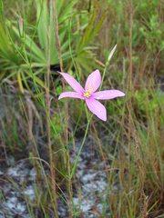 Sabatia grandiflora