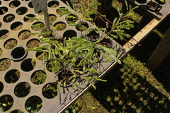 Peltophorum