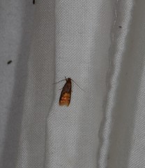 Hemibela