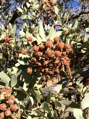 Arctostaphylos pringlei