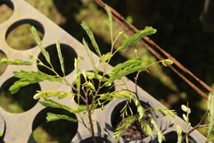 Peltophorum