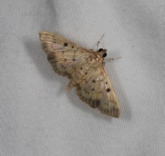 Herpetogramma cynaralis