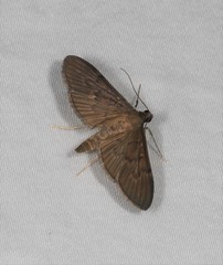 Hymenoptychis sordida