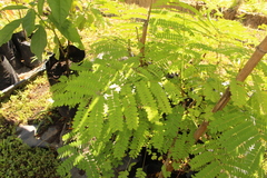 Peltophorum