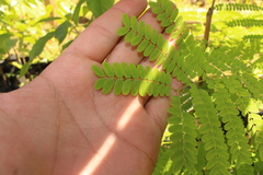 Peltophorum