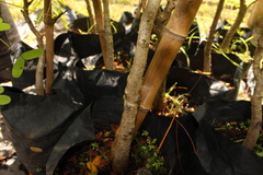 Peltophorum