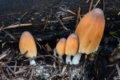 Coprinellus angulatus