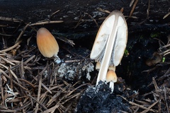 Coprinellus angulatus