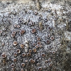 Lecanora pacifica