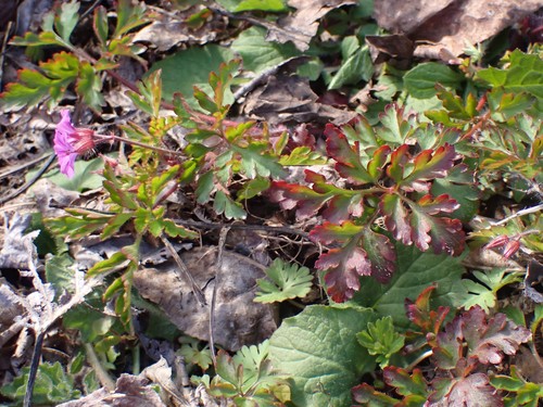 Image of Geranium yeoi by (c) giantcicada, some rights reserved (CC BY)