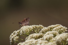 Trapezites phigalioides