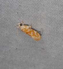 Moerarchis pyrochroa