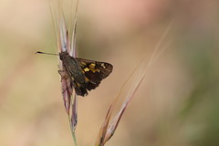 Trapezites phigalioides