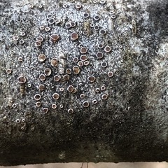 Lecanora pacifica
