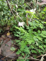 Corydalis edulis