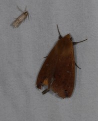 Ophiusa discriminans