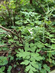 Corydalis edulis