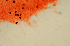 Coprinellus angulatus