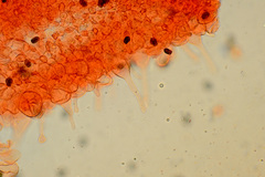 Coprinellus angulatus