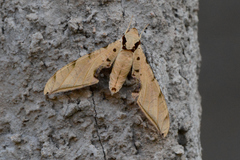 Smerinthinae