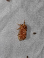 Pseudanapaea denotata