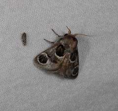 Pygmaeomorpha ocularis