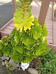Aeonium arboreum