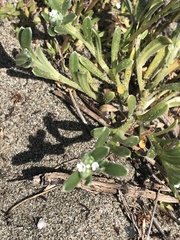 Cryptantha leiocarpa