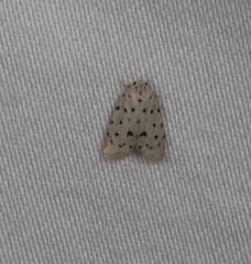 Thallarcha polystigma