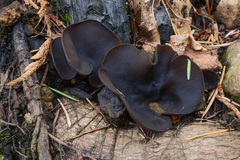 Plicaria endocarpoides