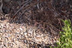 Muhlenbergia microsperma