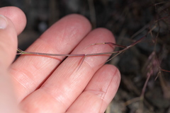 Muhlenbergia microsperma