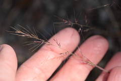 Muhlenbergia microsperma