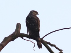 Accipiter cooperii