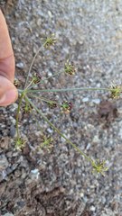 Lomatium marginatum purpureum