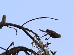 Accipiter cooperii