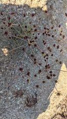 Lomatium marginatum purpureum