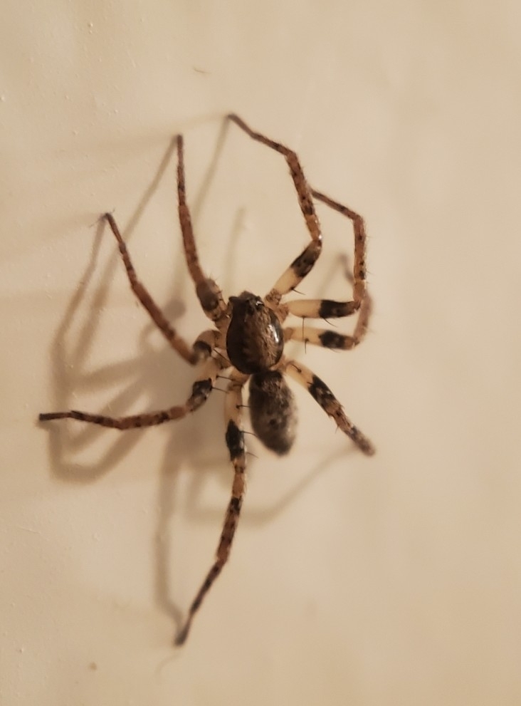 Anyphaena aperta