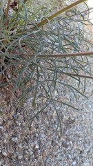 Lomatium marginatum purpureum